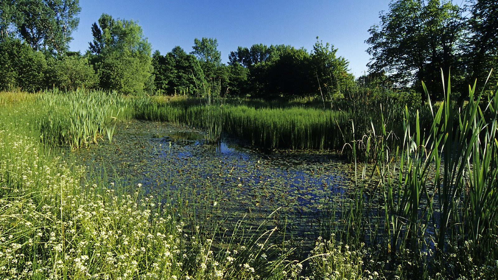 Vortrag im Bildunghaus Modexen: Lebendige Kleingewässer – eine Hoffnung für unsere Amphibien