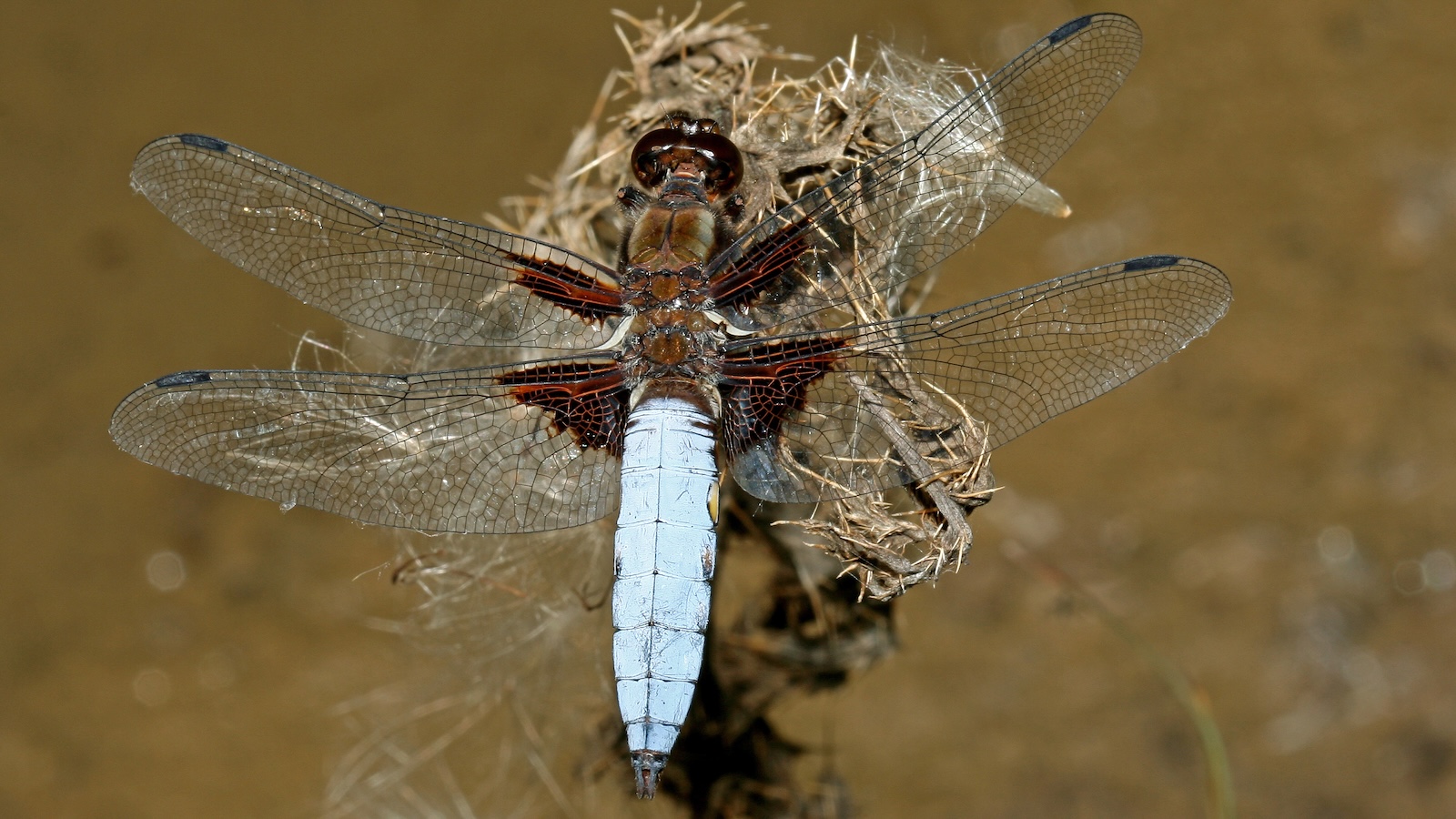 Unsere Kulturlandschaft und ihre Gewässerbewohner – Vortrag im Bildungshaus Modexen 