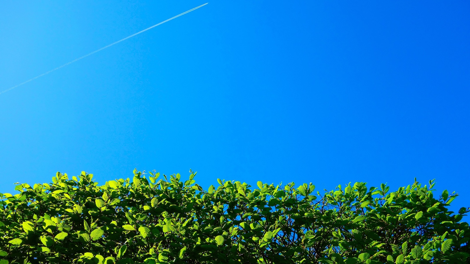 Keine Baum- und Heckenpflege: Schonfrist beginnt  am 1. März
